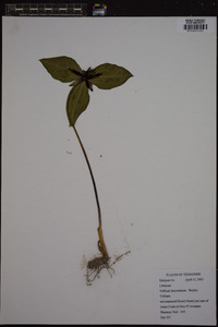 Trillium lanceolatum image