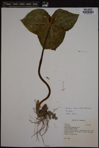 Trillium luteum image