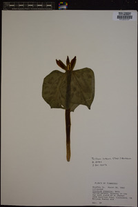 Trillium luteum image