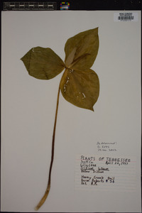 Trillium luteum image