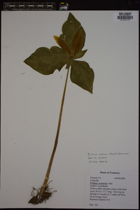 Trillium luteum image