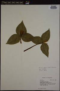 Trillium luteum image