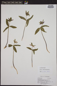 Trillium pusillum image
