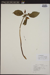 Trillium recurvatum image