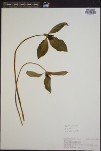 Trillium recurvatum image