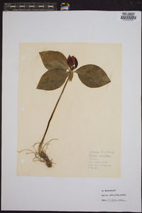 Trillium recurvatum image