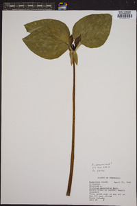 Trillium recurvatum image