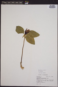 Trillium recurvatum image