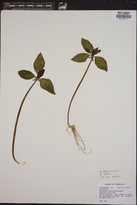 Trillium recurvatum image