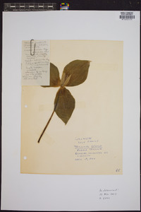 Trillium sessile image