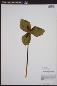 Trillium sessile image