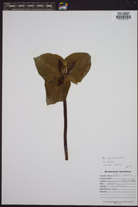 Trillium sessile image