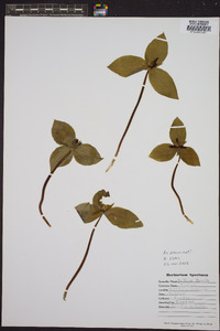 Trillium sessile image