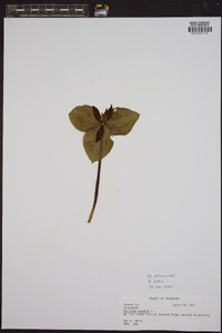 Trillium sessile image