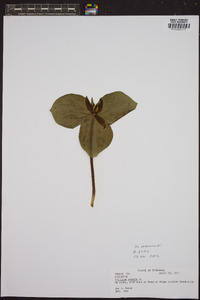 Trillium sessile image