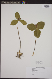 Trillium sessile image