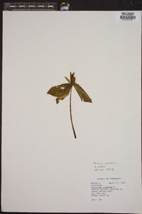 Trillium sessile image