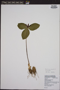 Trillium sessile image