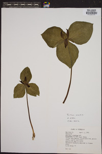 Trillium sessile image