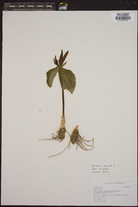 Trillium sessile image