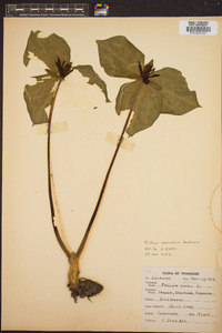 Trillium sessile image