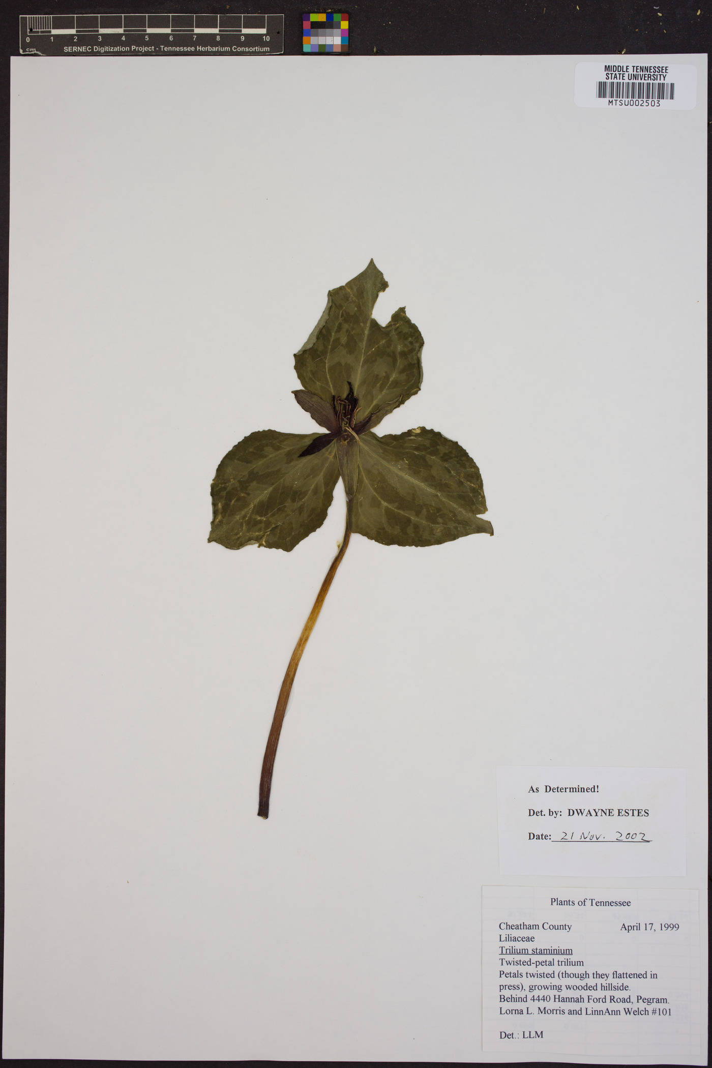 Trillium stamineum image