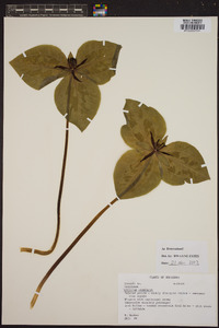 Trillium stamineum image