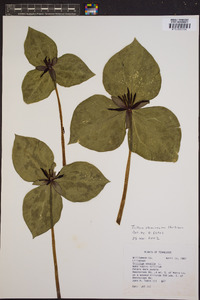 Trillium stamineum image