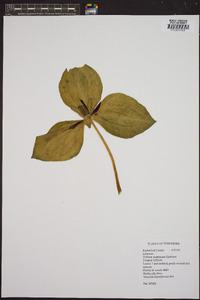 Trillium stamineum image