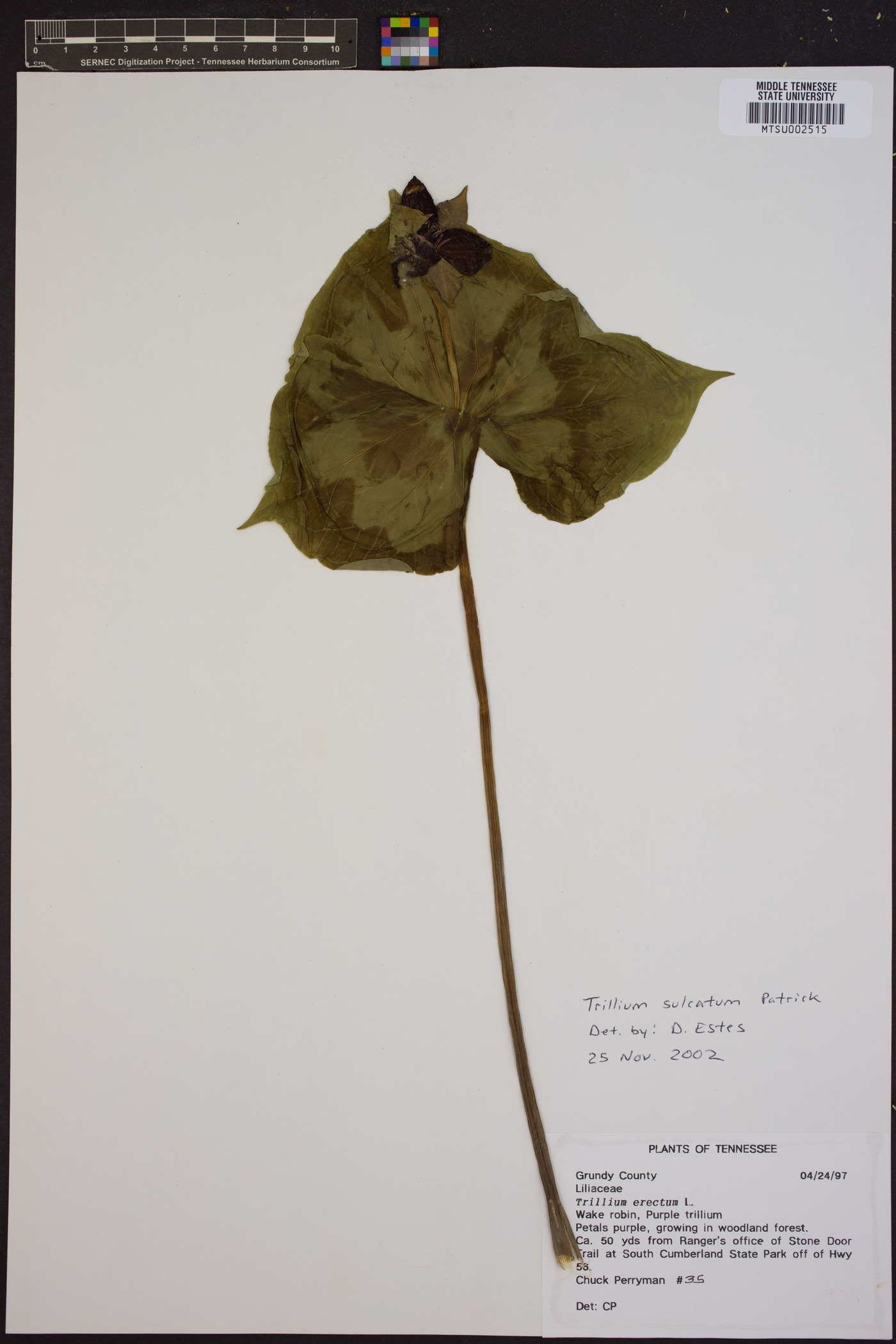 Trillium sulcatum image