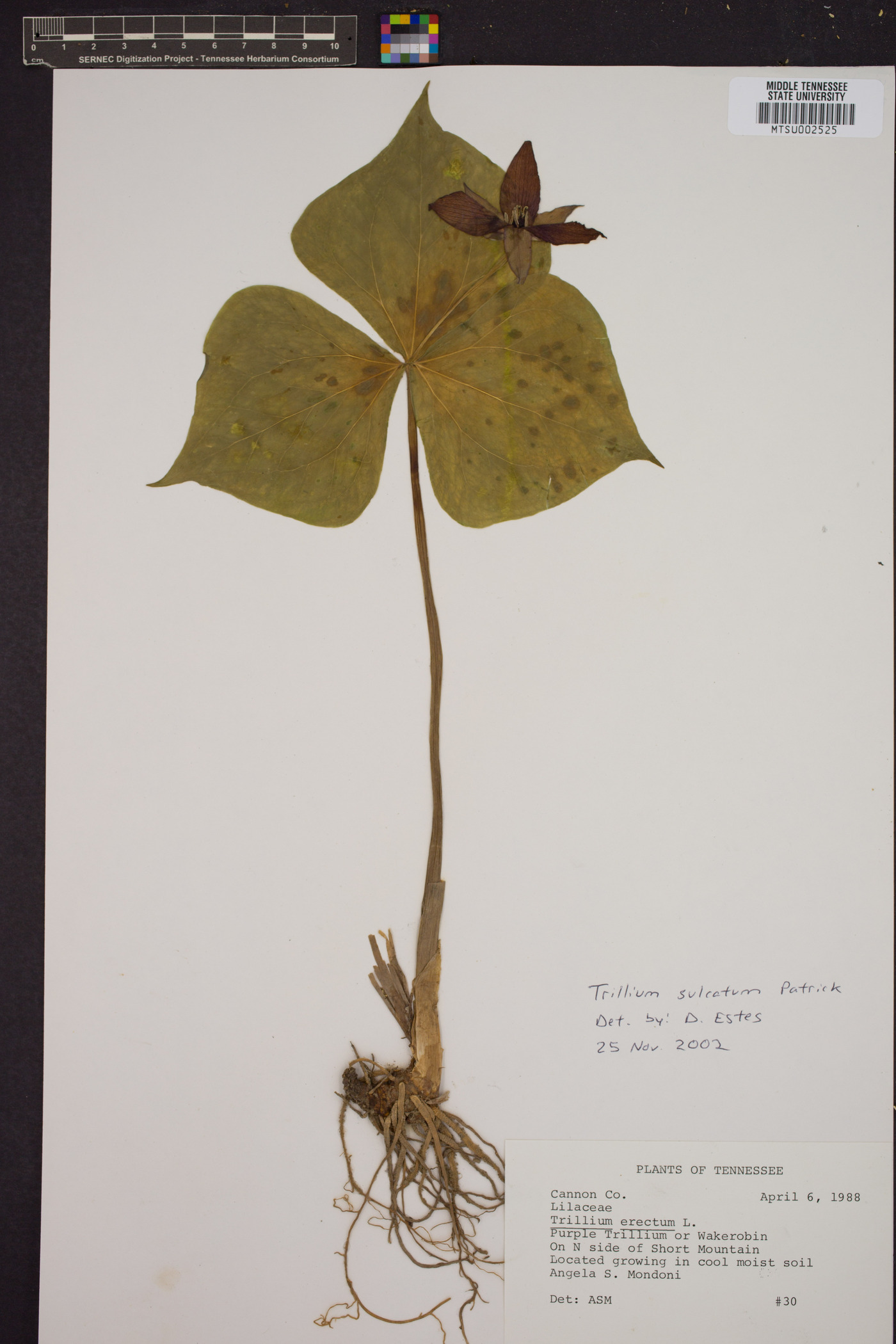 Trillium sulcatum image