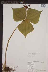 Trillium sulcatum image