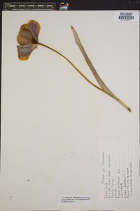 Tulipa biflora image