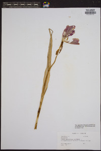 Tulipa gesneriana image