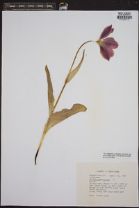 Tulipa sylvestris image