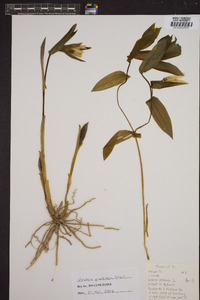 Uvularia perfoliata image