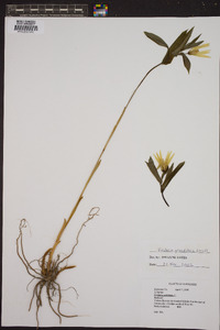 Uvularia grandiflora image