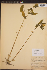 Uvularia grandiflora image