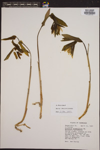 Uvularia grandiflora image