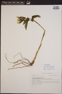 Uvularia grandiflora image