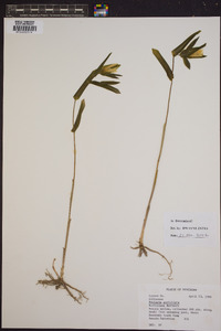 Uvularia perfoliata image