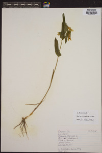 Uvularia perfoliata image