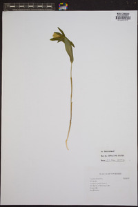 Uvularia perfoliata image