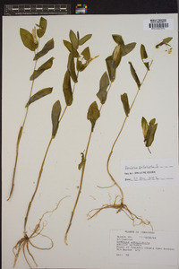 Uvularia perfoliata image