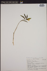 Uvularia sessilifolia image