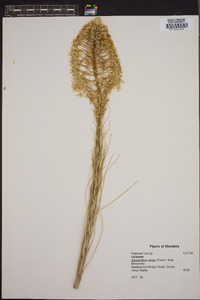 Xerophyllum tenax image