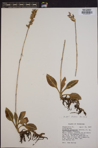 Goodyera pubescens image