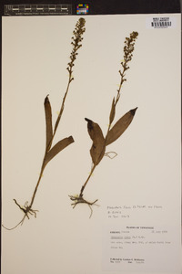 Platanthera flava image