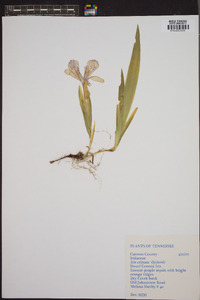 Iris cristata image