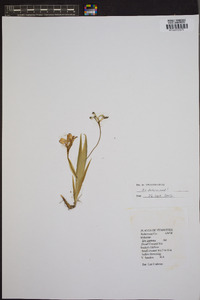 Iris cristata image